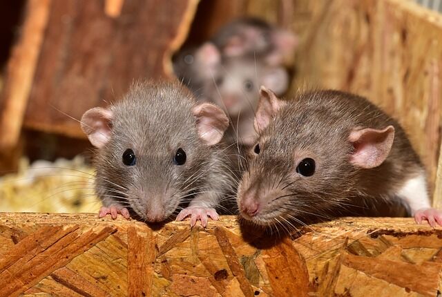 Rodents on the Run? 5 Ways Untreated Pests Can Tank Your Properties Resale Value